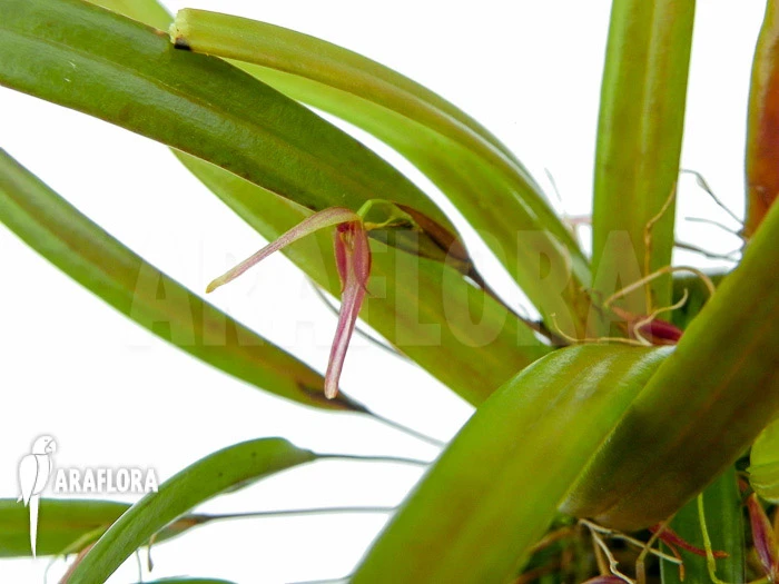 Orchid 'Pleurothallis Luctuosa' 'Starter' 2 Orchid 'Pleurothallis Luctuosa' 'Starter' - Image 2