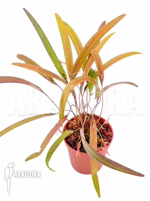Orchid 'Pleurothallis Luctuosa' 'Starter' 4 Orchid 'Pleurothallis Luctuosa' 'Starter' - Image 4