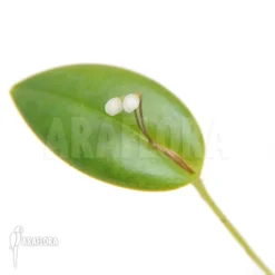 Orchid 'Pleurothallis Niveoglobula'