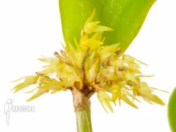 Orchid 'Pleurothallis Obovata' -Green Haven Sales Store Pleurothallis obovata 11