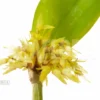 Orchid 'Pleurothallis Obovata'