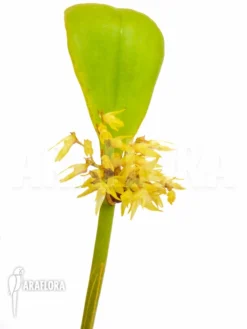 Orchid 'Pleurothallis Obovata' -Green Haven Sales Store Pleurothallis obovata 8