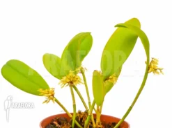 Orchid 'Pleurothallis Obovata' -Green Haven Sales Store Pleurothallis obovata 9