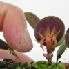 Orchid 'Pleurothallis Orbicularis 'Trichosalpinx Orbicularis'