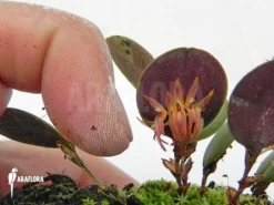 Orchid 'Pleurothallis Orbicularis 'Trichosalpinx Orbicularis'