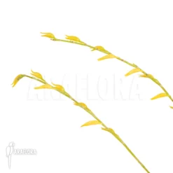 Orchid 'Pleurothallis Picta' -Green Haven Sales Store Pleurothallis picta 3