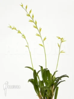 Orchid 'Pleurothallis Picta' -Green Haven Sales Store Pleurothallis picta 4
