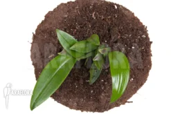 Orchid 'Pleurothallis Renieana 'M'