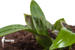 Orchid 'Pleurothallis Renieana 'M' -Green Haven Sales Store Pleurothallis renieana M 3