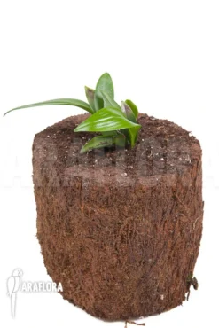 Orchid 'Pleurothallis Renieana 'M' -Green Haven Sales Store Pleurothallis renieana M 4