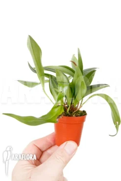 Orchid 'Pleurothallis Renieana 'M' -Green Haven Sales Store Pleurothallis renieana M 5