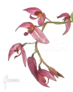 Orchid 'Pleurothallis Rowleei'