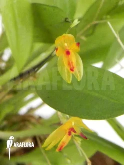 Orchid 'Pleurothallis Rubella'