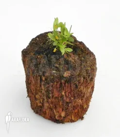 Orchid 'Pleurothallis Rubella' -Green Haven Sales Store Pleurothallis rubella 2