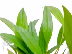 Orchid 'Pleurothallis Ruscifolia' -Green Haven Sales Store Pleurothallis ruscifolia 2