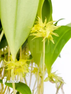 Orchid 'Pleurothallis Ruscifolia' -Green Haven Sales Store Pleurothallis ruscifolia 4