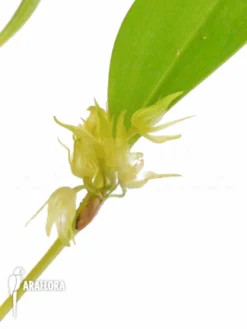 Orchid 'Pleurothallis Ruscifolia' -Green Haven Sales Store Pleurothallis ruscifolia 6