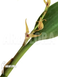 Orchid 'Pleurothallis Sclerophylla'