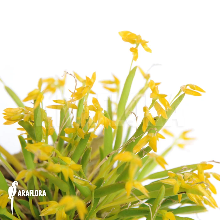 Orchid 'Pleurothallis Sonderiana' 1 Orchid 'Pleurothallis Sonderiana'