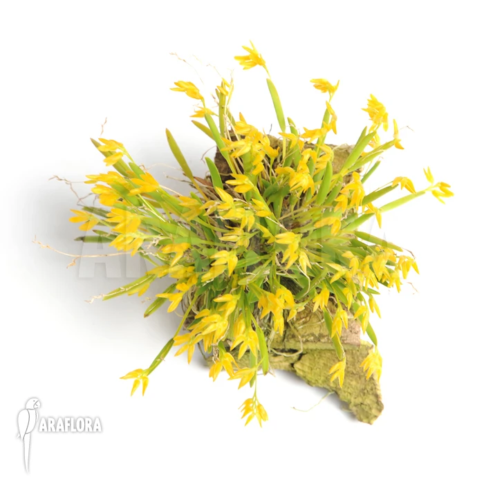 Orchid 'Pleurothallis Sonderiana' 2 Orchid 'Pleurothallis Sonderiana' - Image 2