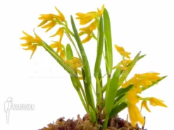 Orchid 'Pleurothallis Sonderiana 'Starter'' -Green Haven Sales Store Pleurothallis sonderiana Starter 2