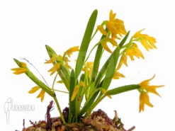 Orchid 'Pleurothallis Sonderiana 'Starter'' -Green Haven Sales Store Pleurothallis sonderiana Starter 3