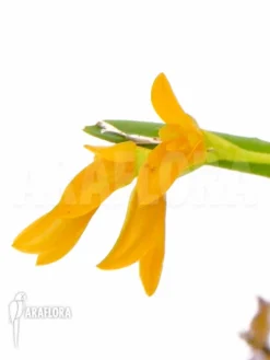 Orchid 'Pleurothallis Sonderiana 'Starter'' -Green Haven Sales Store Pleurothallis sonderiana Starter 4