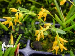 Orchid 'Pleurothallis Sonderiana 'Starter'' -Green Haven Sales Store Pleurothallis sonderiana Starter 6