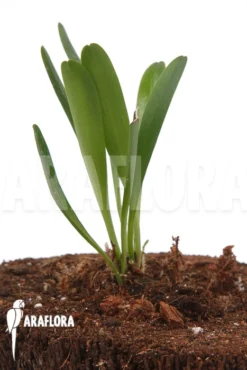 Orchid 'Pleurothallis Tribuloides'