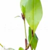 Orchid 'Pleurothallis Tuerckheimii'