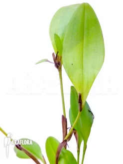 Orchid 'Pleurothallis Tuerckheimii'