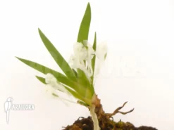 Orchid 'Podangis Dactyloceras' -Green Haven Sales Store Podangis dactyloceras 1