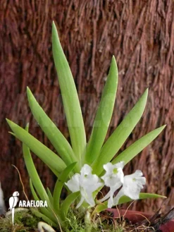 Orchid 'Podangis Dactyloceras'