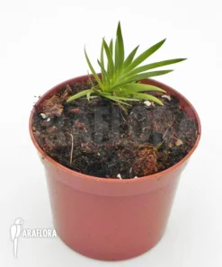 Orchid 'Podangis Dactyloceras' -Green Haven Sales Store Podangis dactyloceras S 2