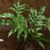 Polypodium Species 187