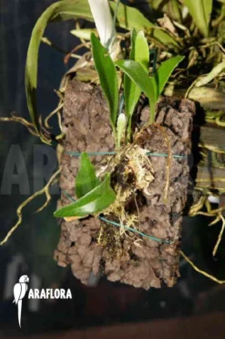 Polypodium Species Bali -Green Haven Sales Store Polypodium species Bali 02