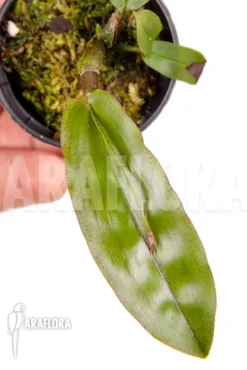 Orchid 'Polystachia Maculata'