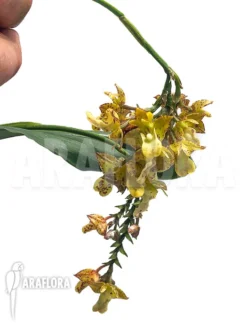 Orchid 'Polystachya Maculata'