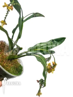 Orchid 'Polystachya Maculata' 7 Orchid 'Polystachya Maculata' -Green Haven Sales Store Polystachya maculata 2