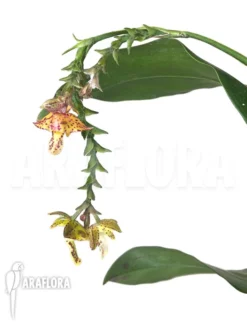 Orchid 'Polystachya Maculata' 9 Orchid 'Polystachya Maculata' -Green Haven Sales Store Polystachya maculata 4