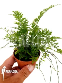 Polystichum Sp Tropical -Green Haven Sales Store Polystichum sp tropical 02