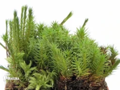 Star Moss 'Polytrichum Formosum'