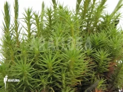 Star Moss 'Polytrichum Formosum' -Green Haven Sales Store Polytrichum formosum Star mos 3