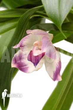 Orchid 'Prescotoria Species'