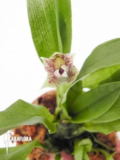 Orchid 'Promenaea Rollisonii'