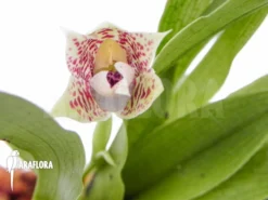 Orchid 'Promenaea Rollisonii' 11 Orchid 'Promenaea Rollisonii' -Green Haven Sales Store Promenaea rollisonii 2