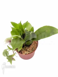 Orchid 'Promenaea Rollisonii' 9 Orchid 'Promenaea Rollisonii' -Green Haven Sales Store Promenaea rollisonii 4