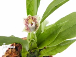 Orchid 'Promenaea Rollisonii' 8 Orchid 'Promenaea Rollisonii' -Green Haven Sales Store Promenaea rollisonii 5