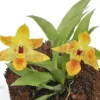 Orchid 'Promenaea X (Sunlight)'