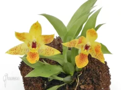 Orchid 'Promenaea X (Sunlight)'